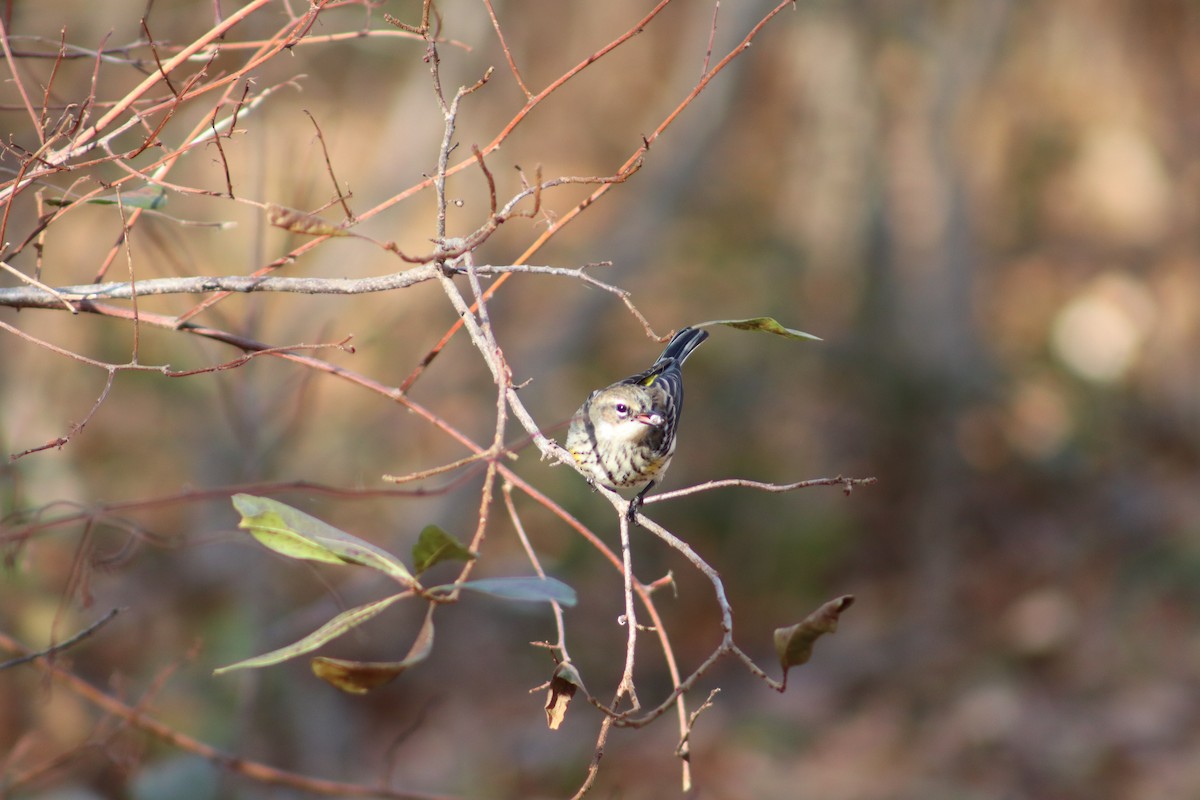 Yellow-rumped Warbler - ML647299766