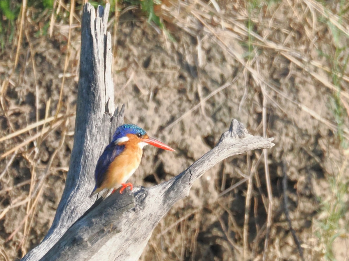 ledňáček modropláštíkový - ML647299768