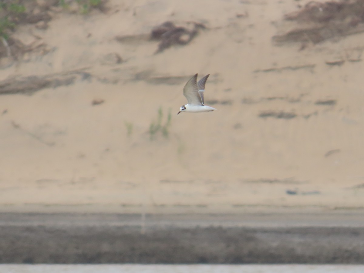 White-winged Tern - ML647299769