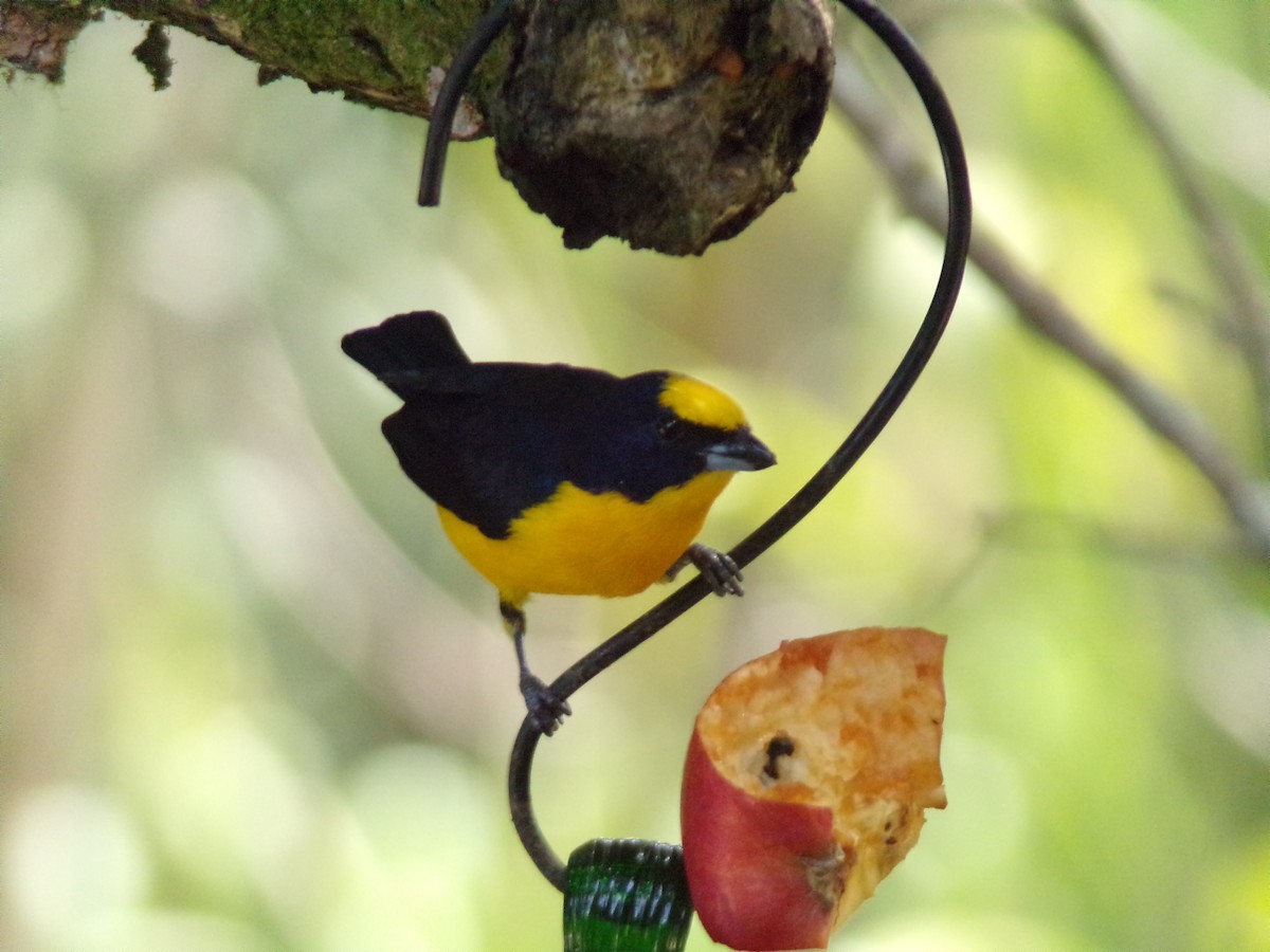 Thick-billed Euphonia - ML647299777