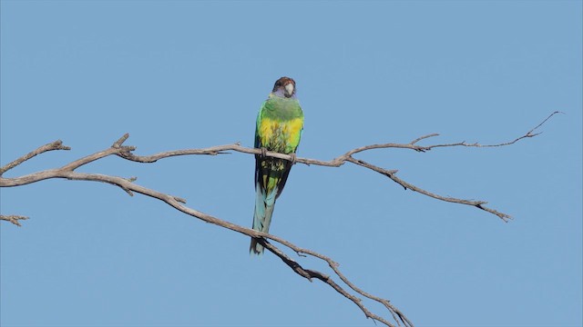 Perico de Port Lincoln (zonarius) - ML647299780