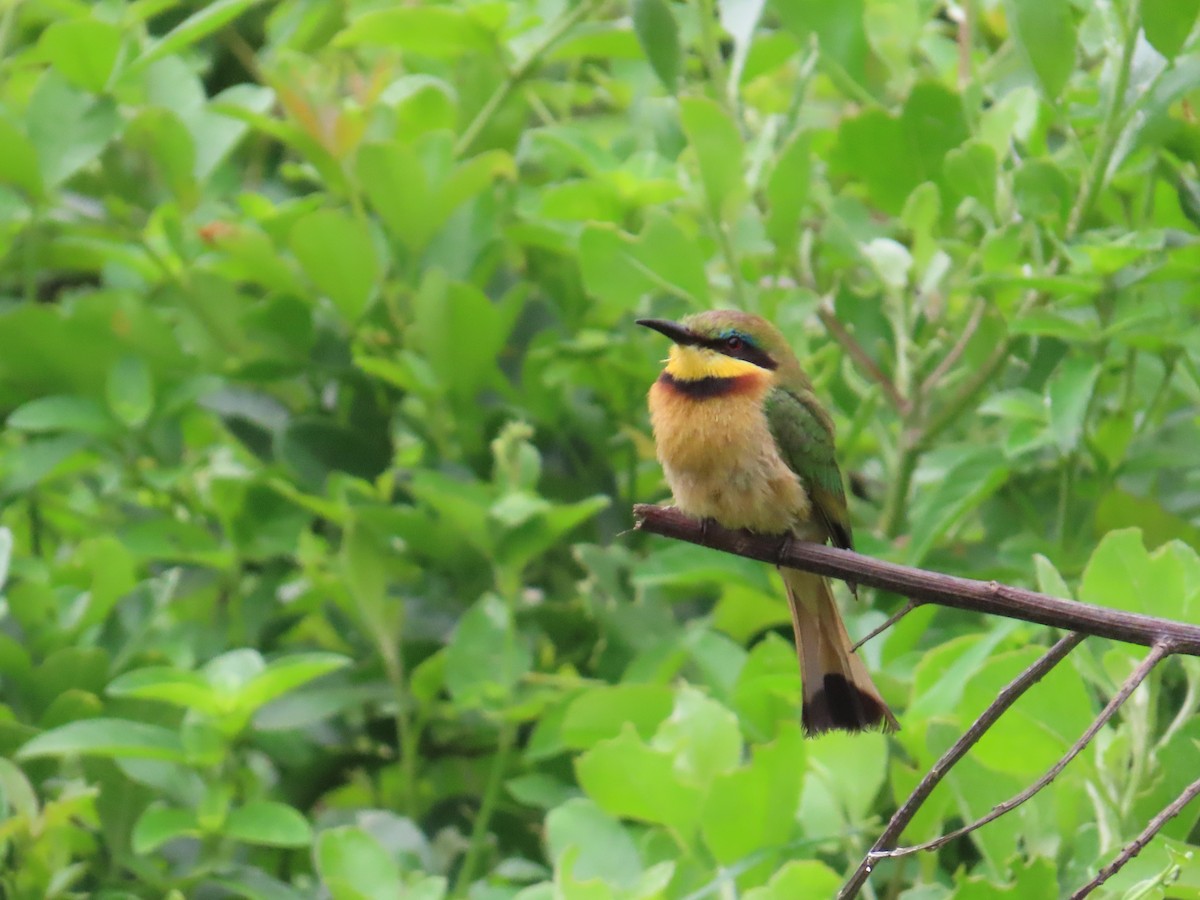 Little Bee-eater - ML647299783