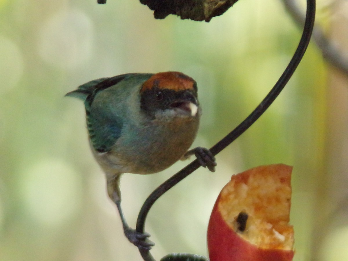 Scrub Tanager - ML647299786