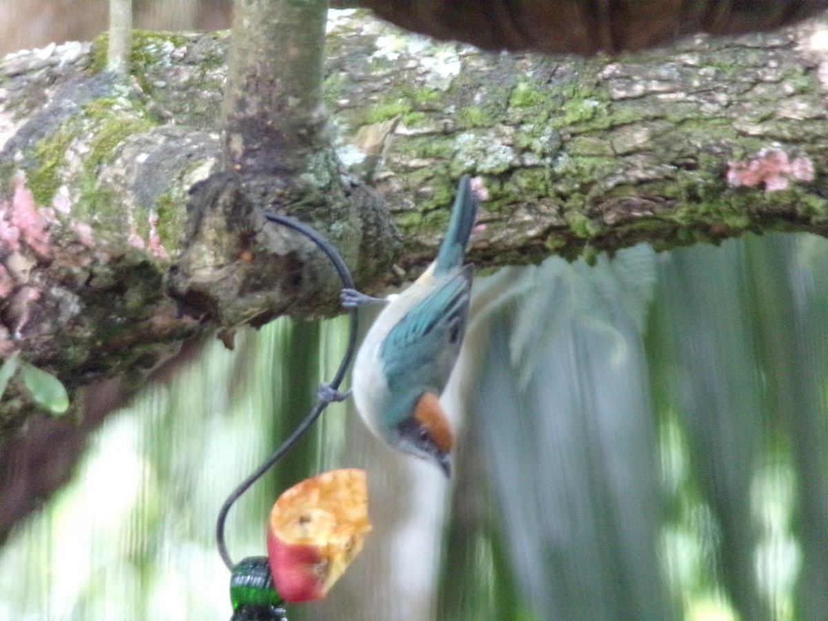 Scrub Tanager - ML647299787