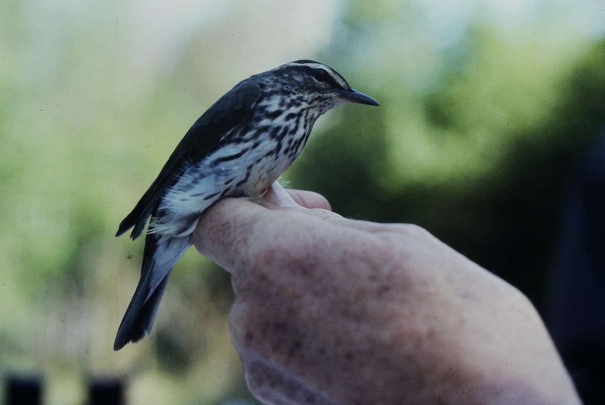 Northern Waterthrush - ML647299790