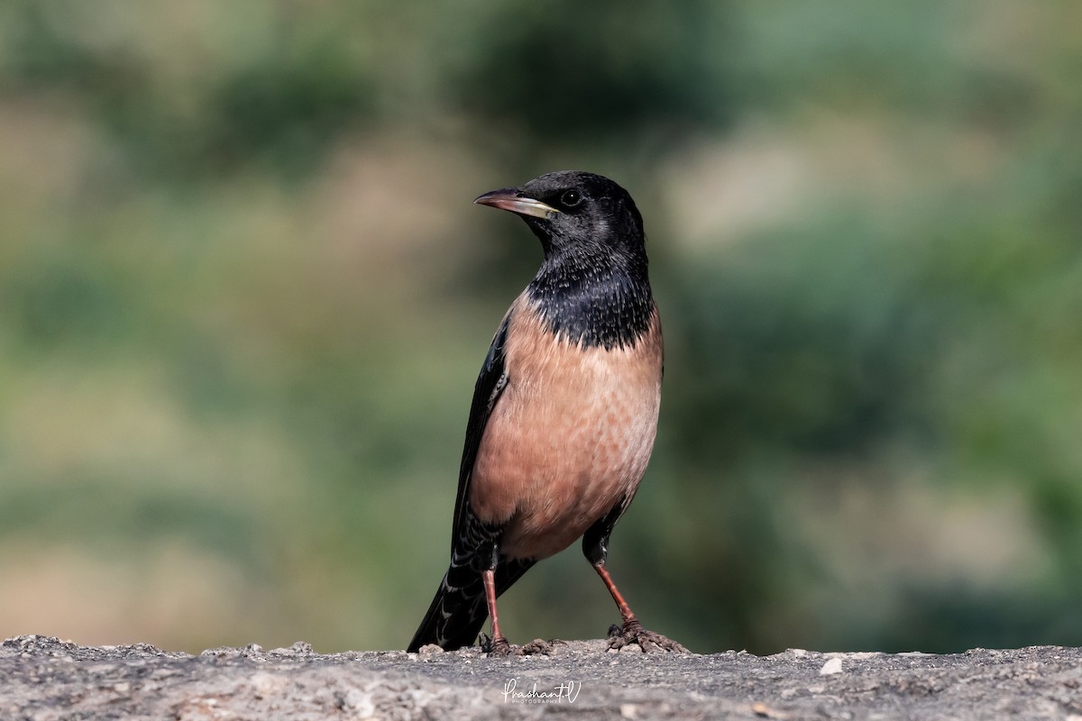 Rosy Starling - ML647299805