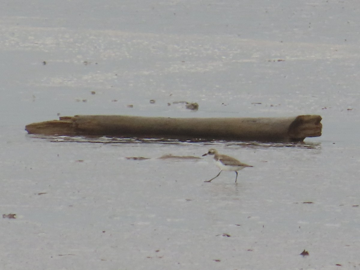 Tibetan Sand-Plover - ML647299806