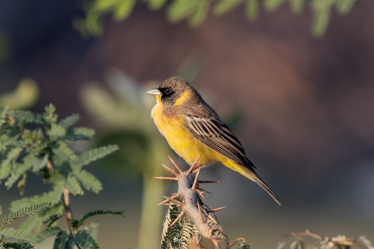 svarthodespurv - ML647299814