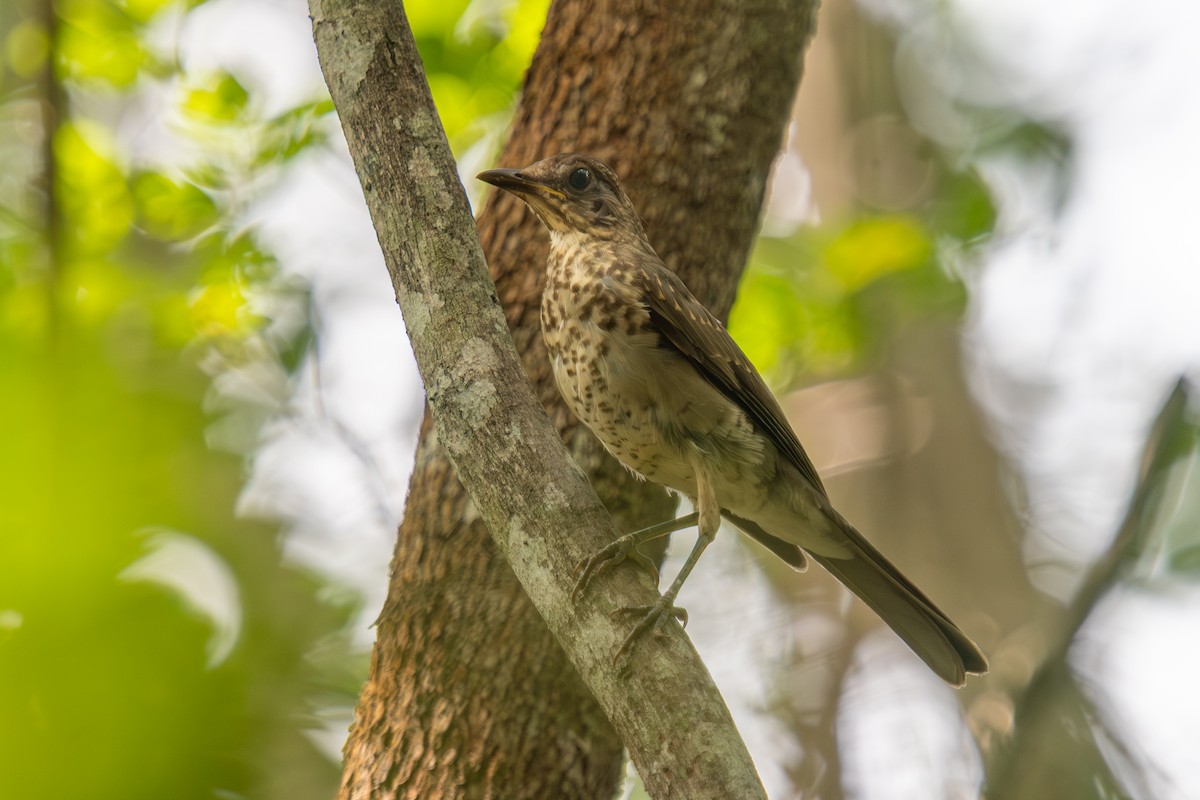 Creamy-bellied Thrush - ML647299823