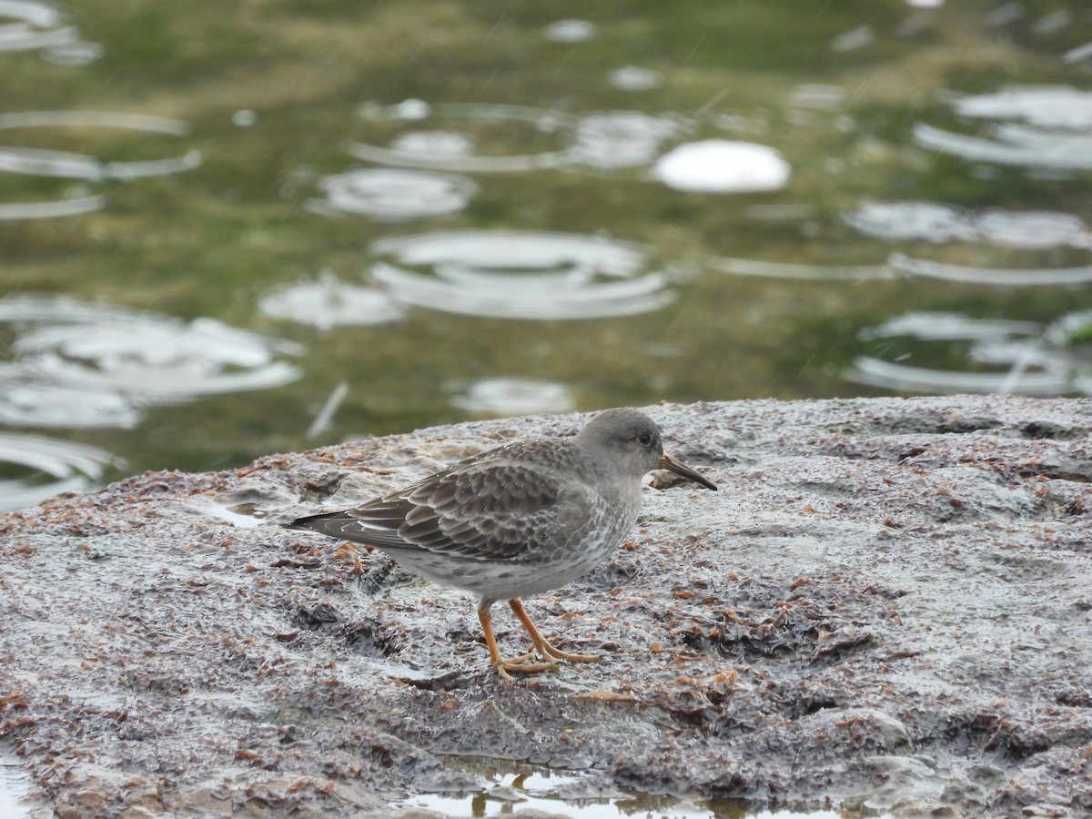 Purple Sandpiper - ML647299827