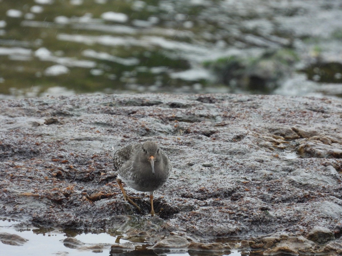 Purple Sandpiper - ML647299828
