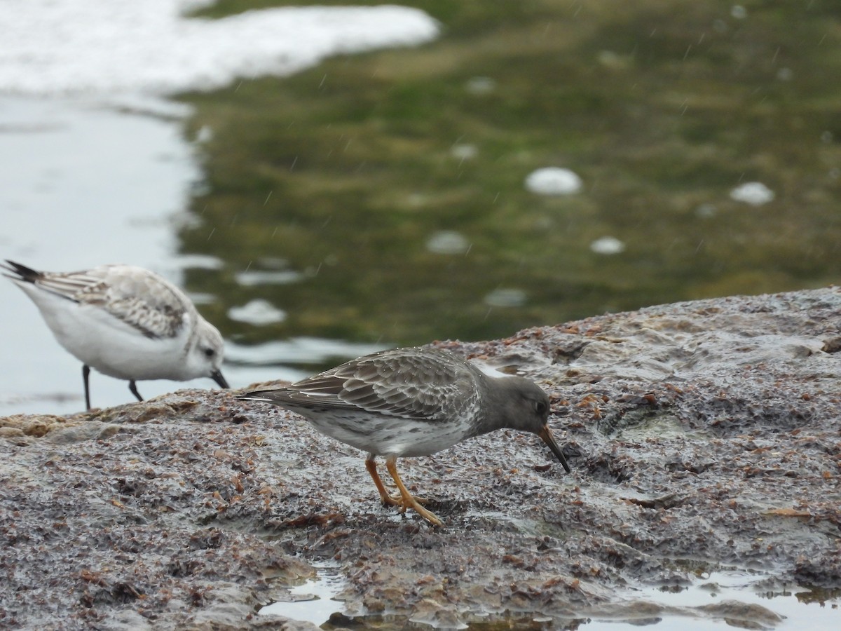 Purple Sandpiper - ML647299829