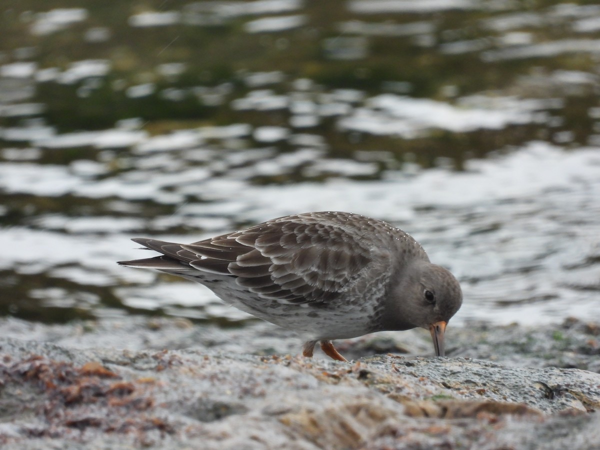 Purple Sandpiper - ML647299830