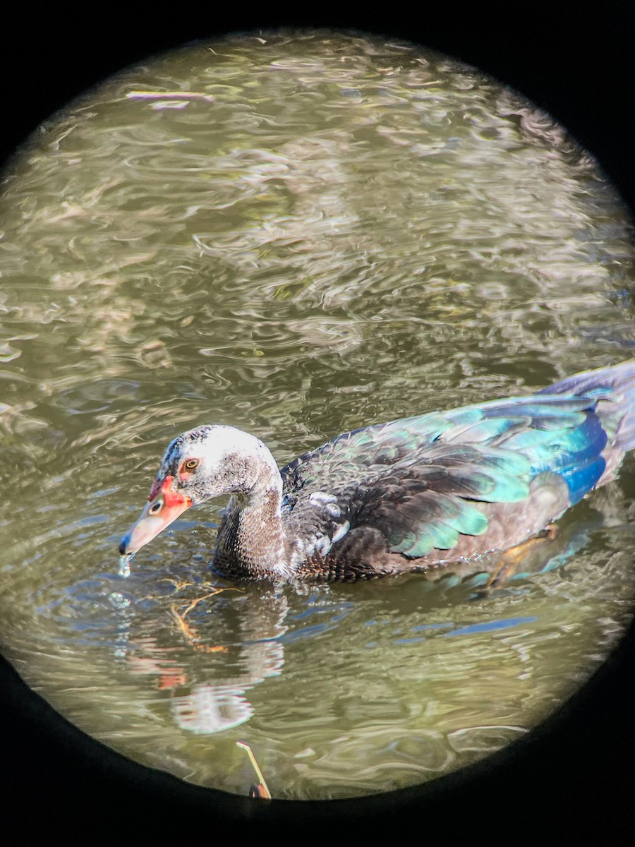 Muscovy Duck x Mallard (hybrid) - ML647299845