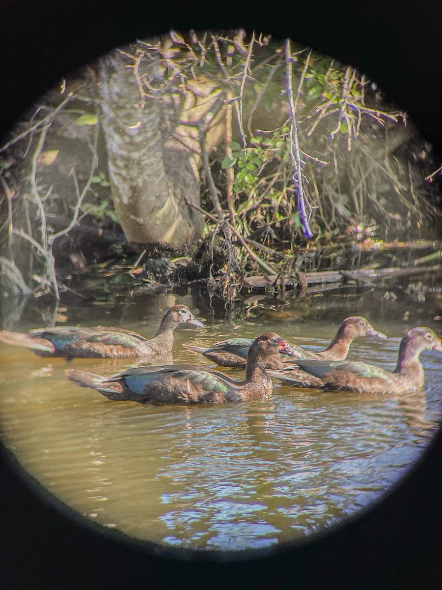 Muscovy Duck x Mallard (hybrid) - ML647299846
