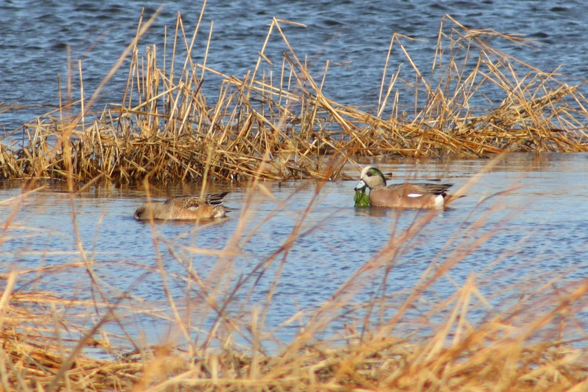 葡萄胸鴨 - ML647299848