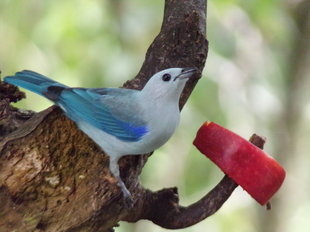 Blue-gray Tanager - ML647299850