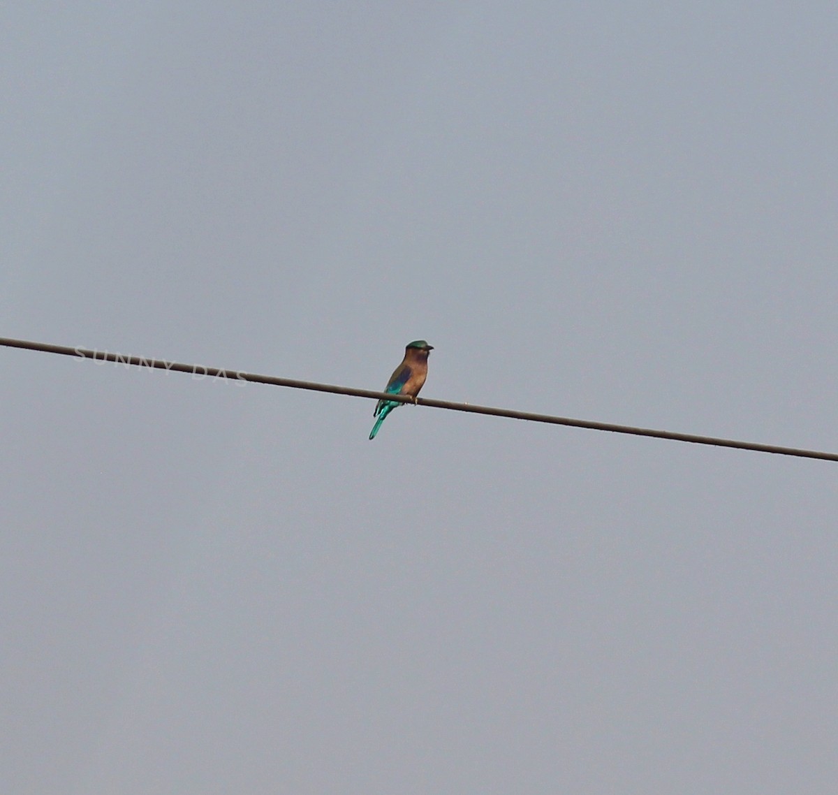 Indochinese Roller - ML647299865