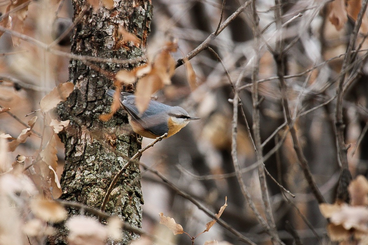 Повзик звичайний - ML647299869