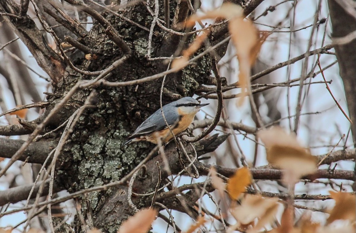 Повзик звичайний - ML647299870