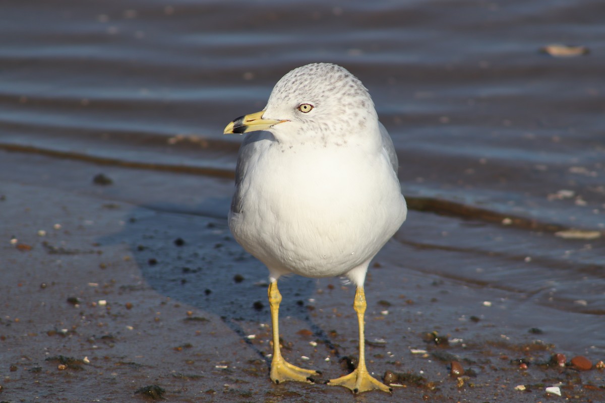 Ring-billed Gull - ML647299875