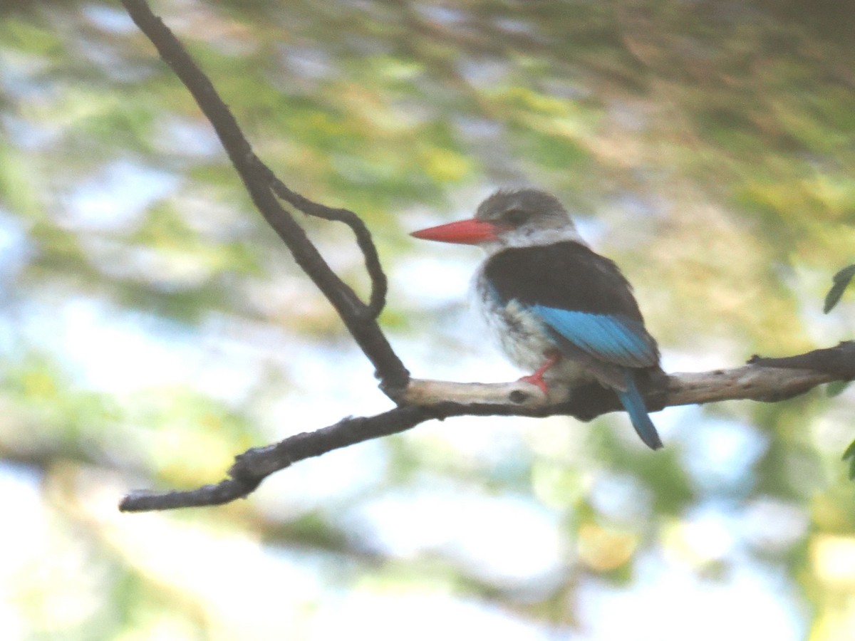 ledňáček kápový - ML647299889