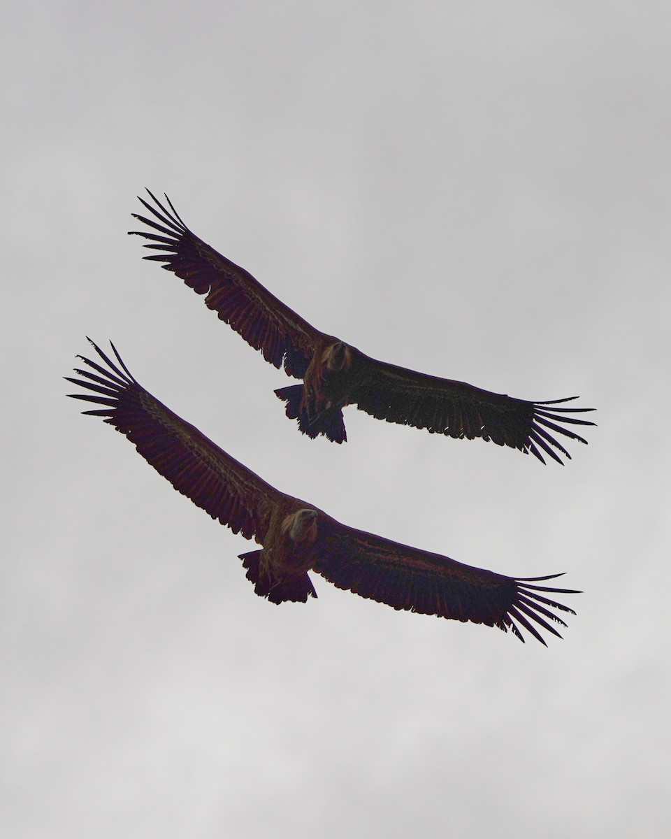 Eurasian Griffon - ML647299891