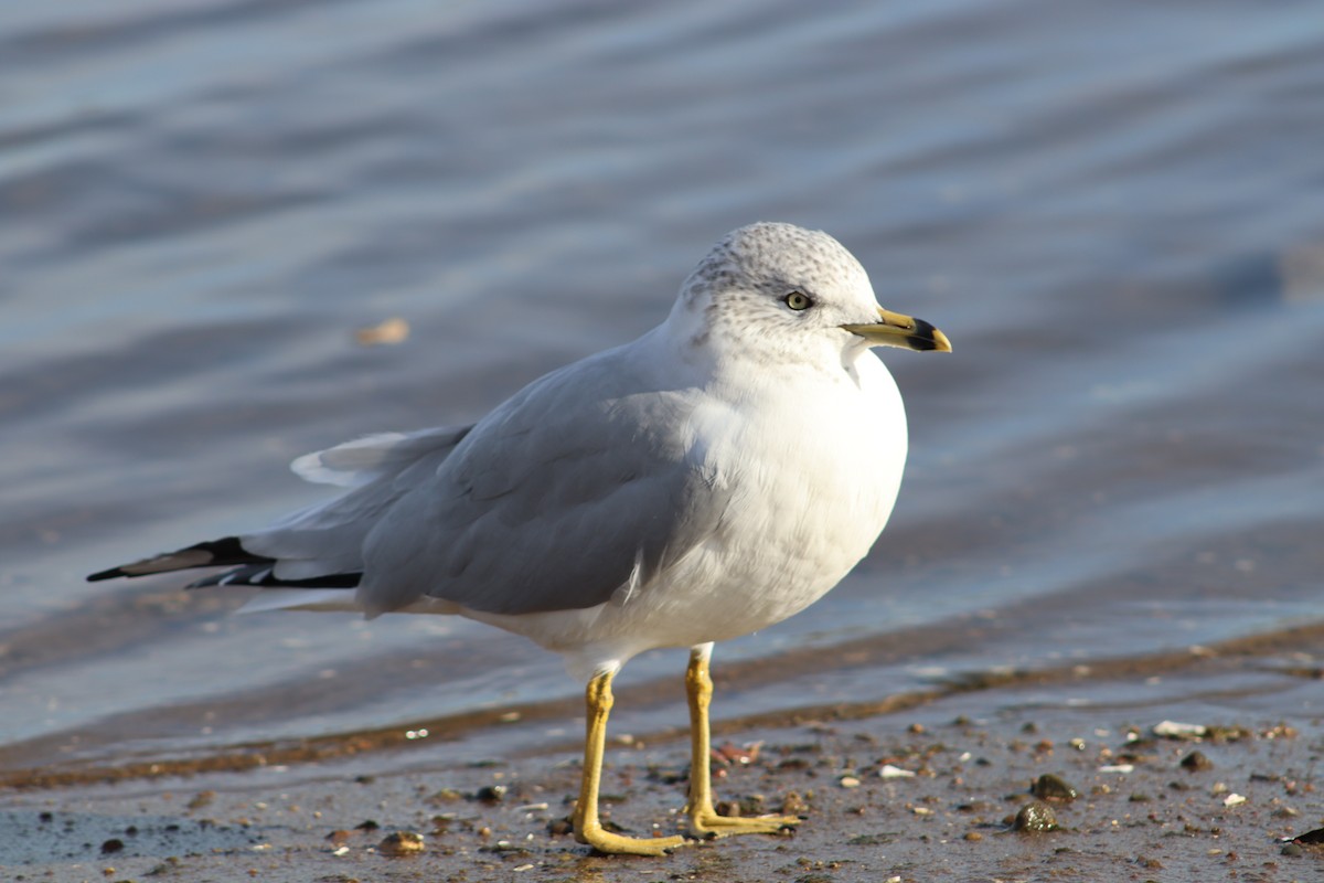 Ring-billed Gull - ML647299892