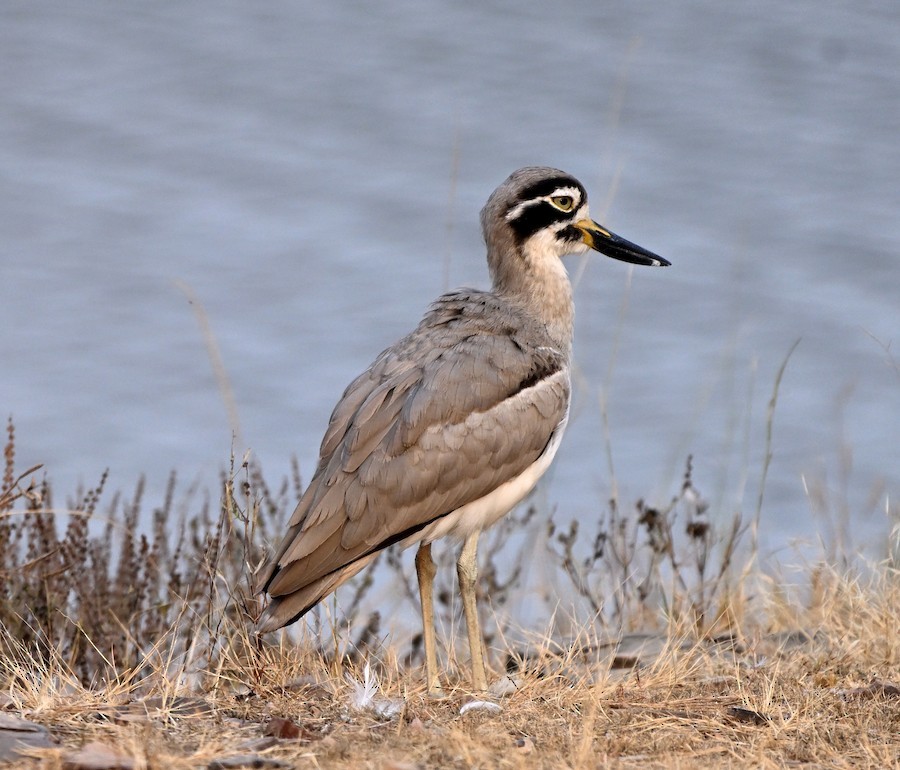 Grand Oedicnème - ML647299901