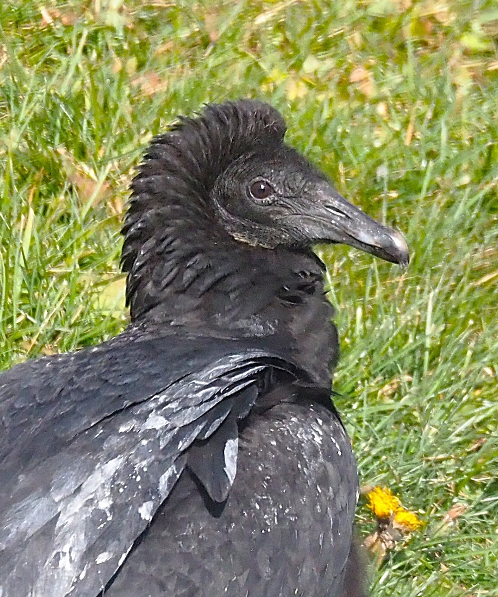 Black Vulture - ML647299905
