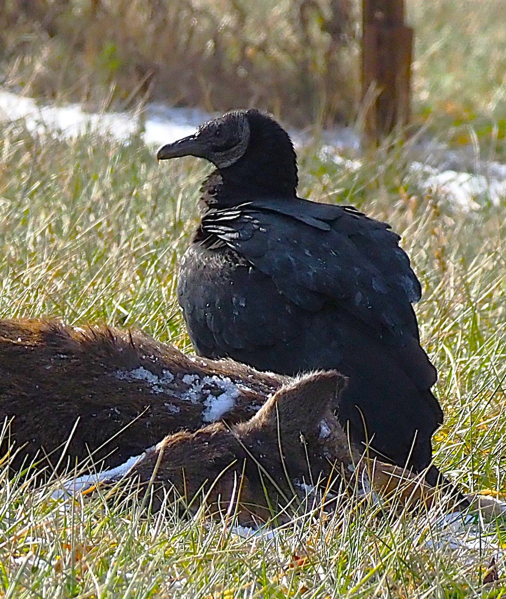 Black Vulture - ML647299907