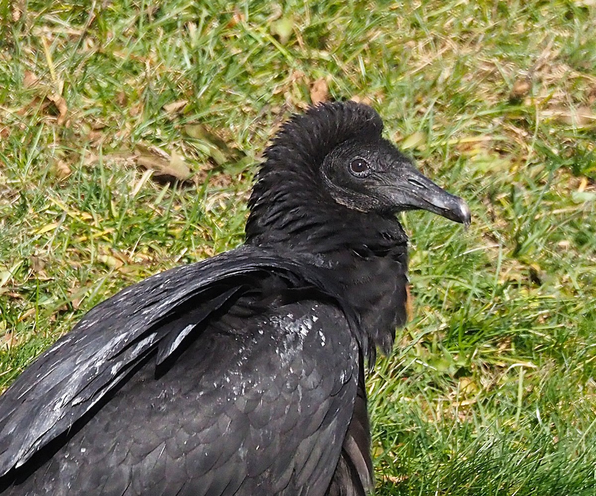 Black Vulture - ML647299908