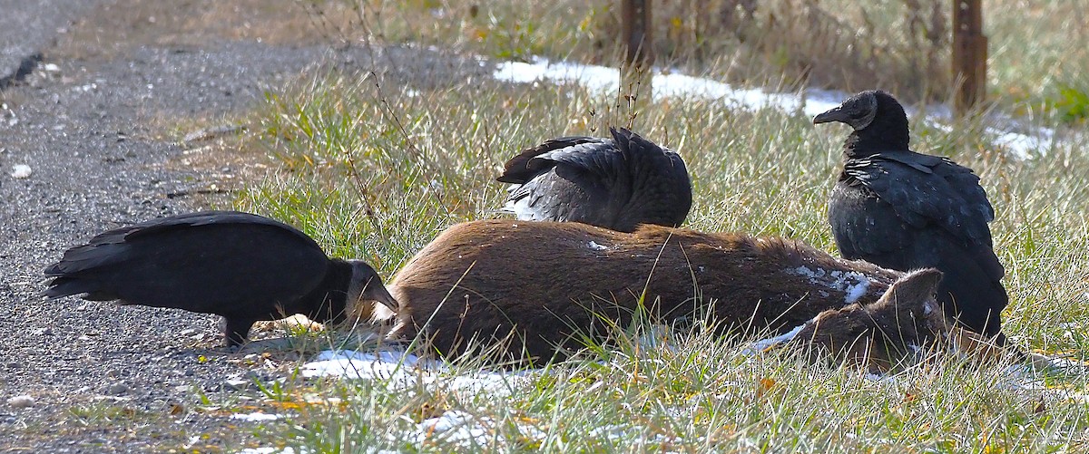 Black Vulture - ML647299909