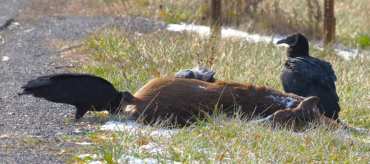 Black Vulture - ML647299910