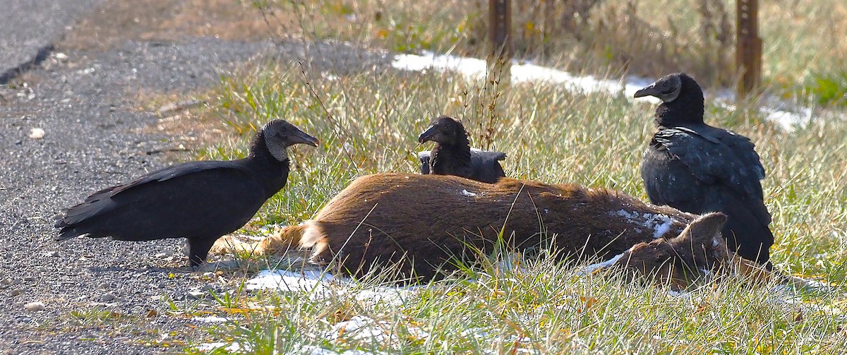 Black Vulture - ML647299911