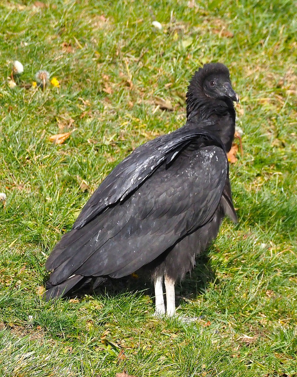 Black Vulture - ML647299912