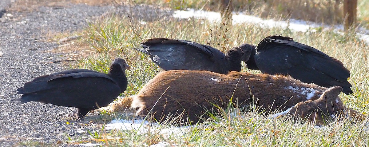 Black Vulture - ML647299913