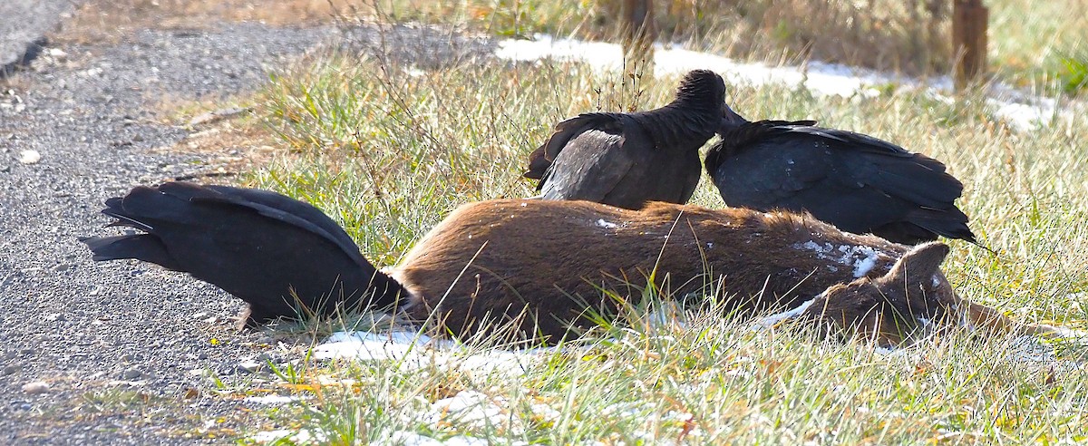 Black Vulture - ML647299914