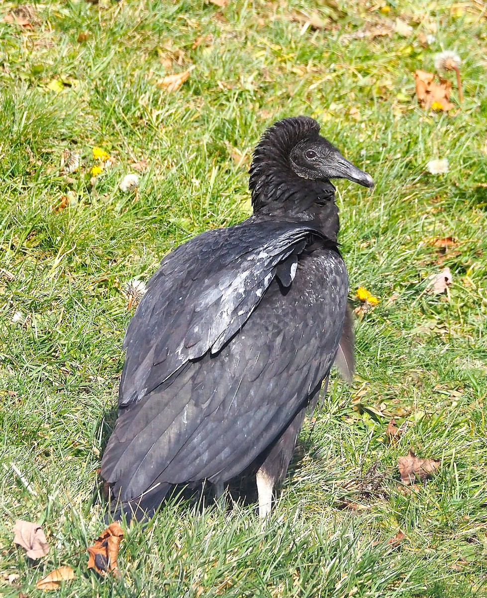Black Vulture - ML647299915