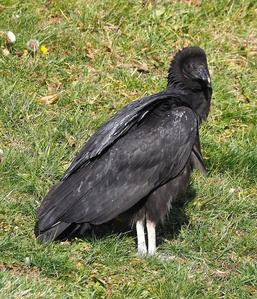 Black Vulture - ML647299916