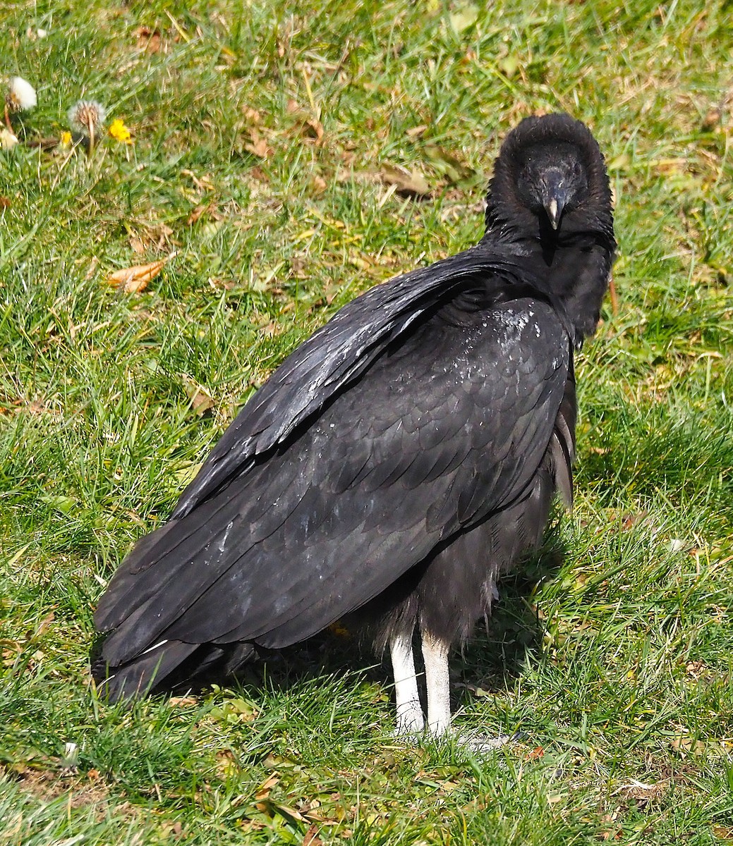 Black Vulture - ML647299917