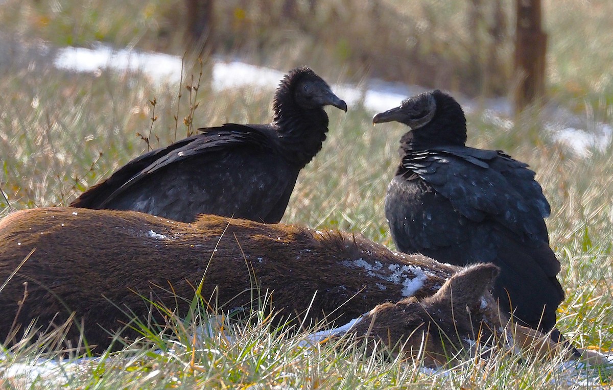 Black Vulture - ML647299918