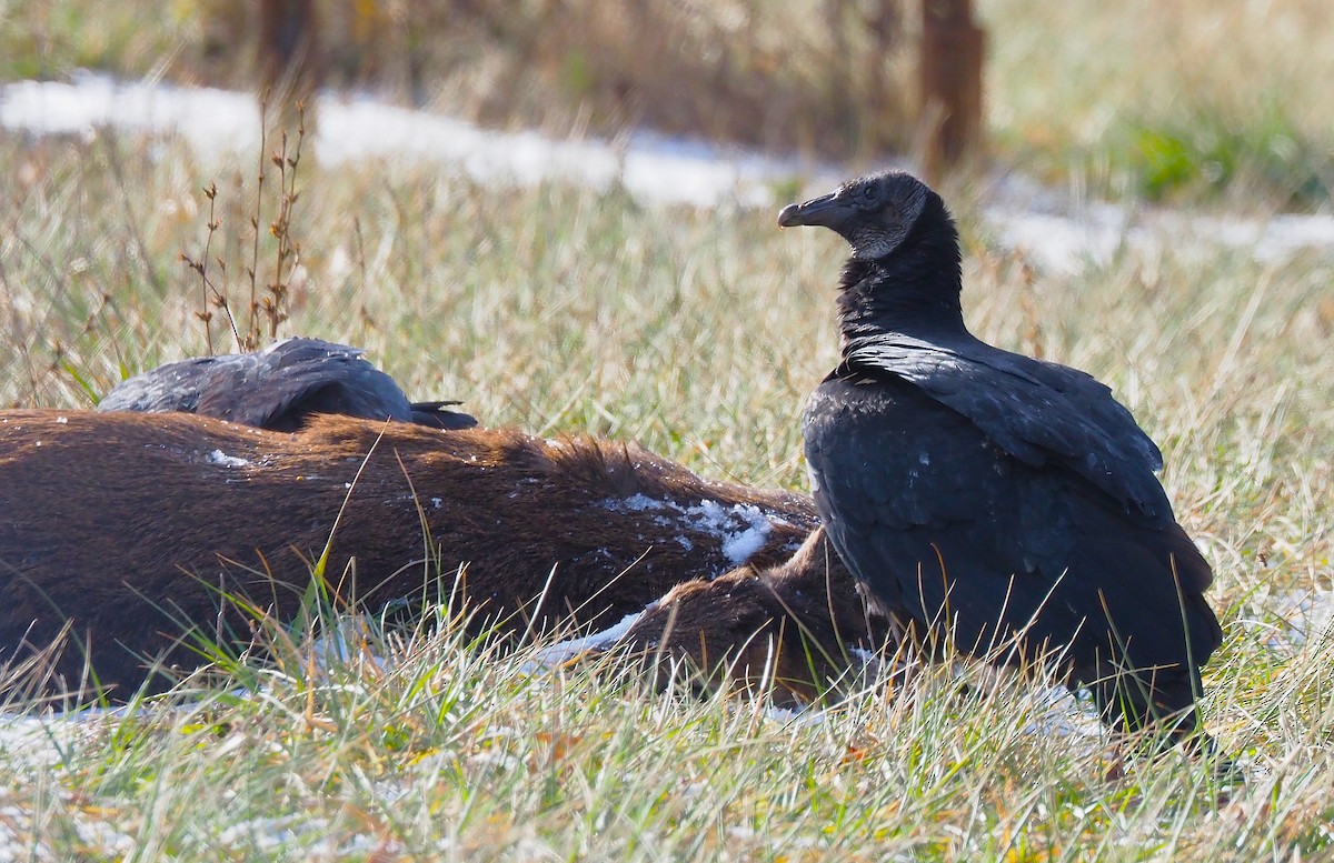 Black Vulture - ML647299919
