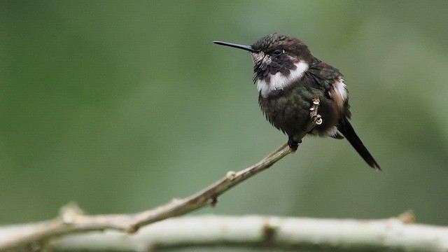 Colibrí de Mitchell - ML647299937