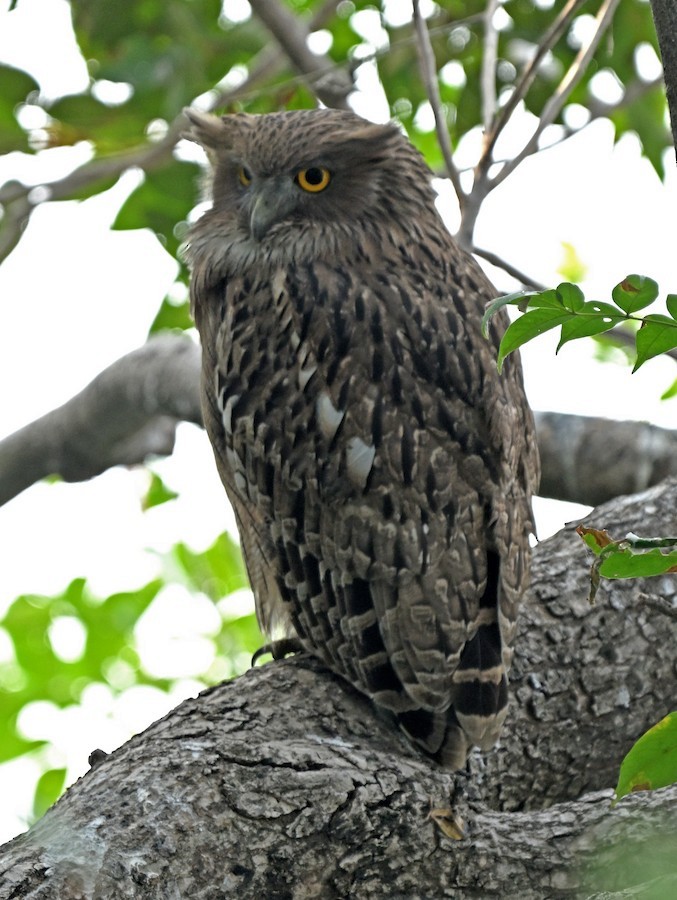 Búho Pescador de Sri Lanka - ML647299938
