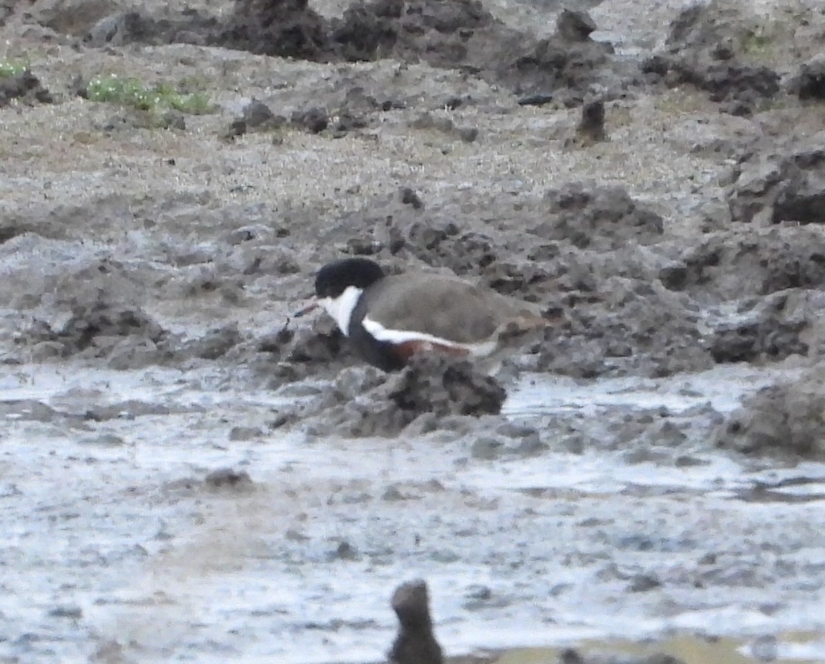 Red-kneed Dotterel - ML647299960