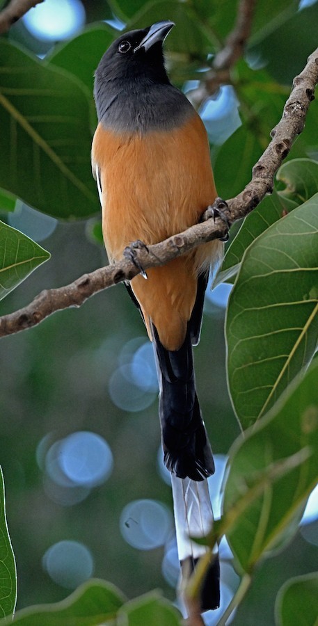 Rufous Treepie - ML647299964