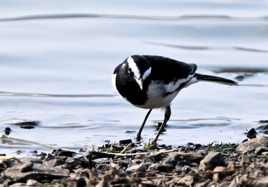 Lavandera India - ML647299980