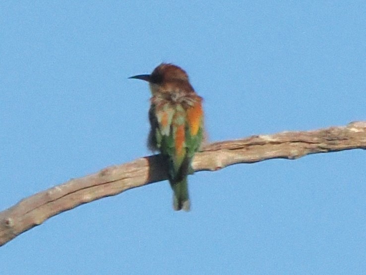 vlha pestrá - ML647299987