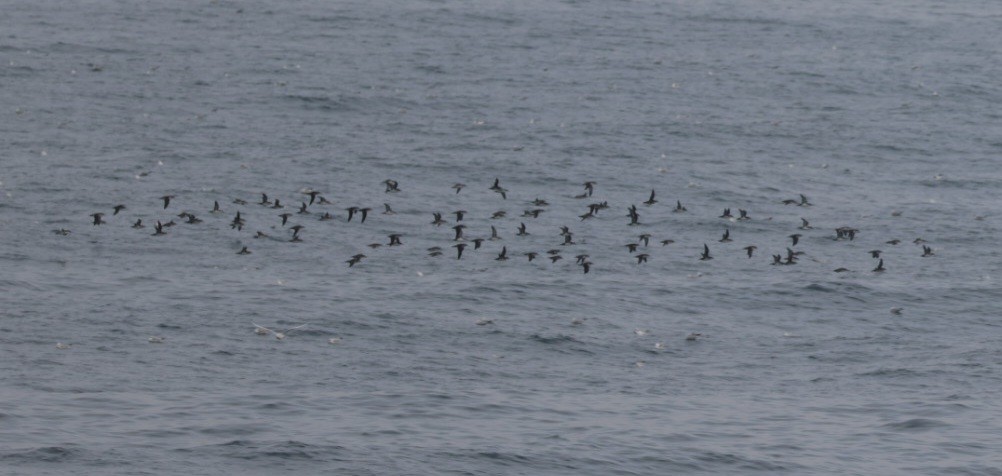 Yelkouan Shearwater - ML647299999